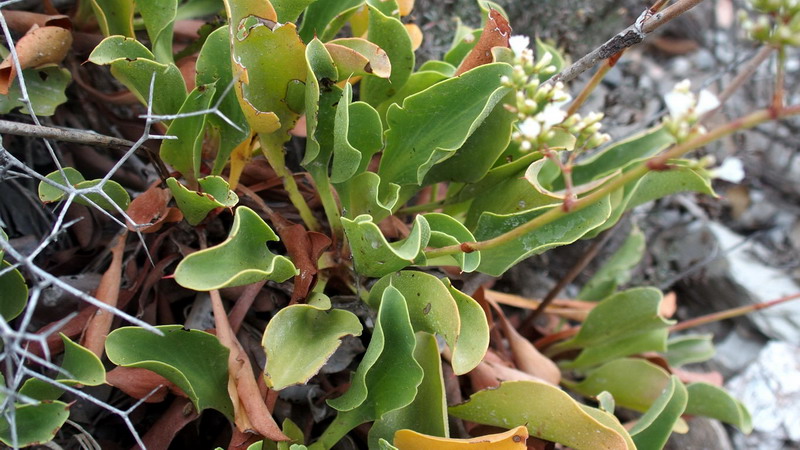 Limonium cossonianum (Plumbaginaceae)