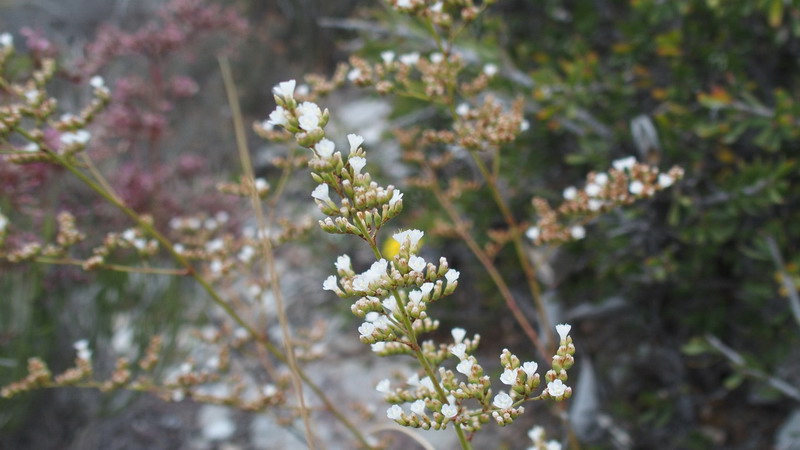 Limonium cossonianum (Plumbaginaceae)