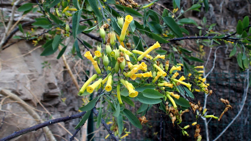 Nicotiana glauca Graham (Solanaceae)