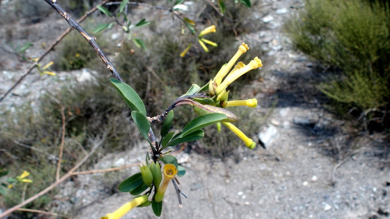 Nicotiana glauca Graham (Solanaceae)