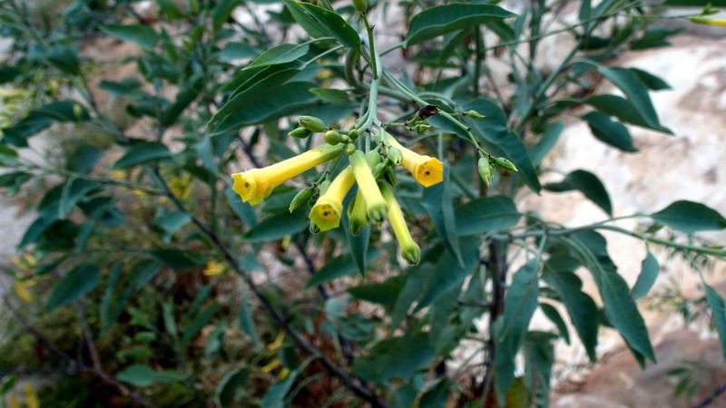 Nicotiana glauca Graham (Solanaceae)