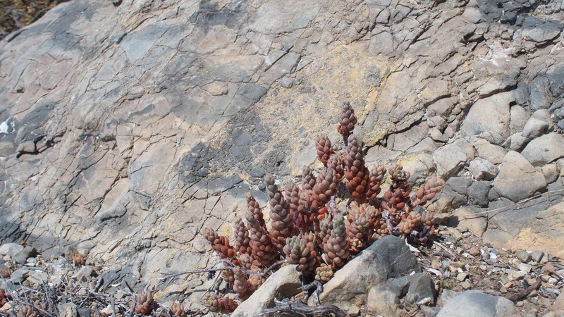 Sedum sediforme (Crassulaceae)