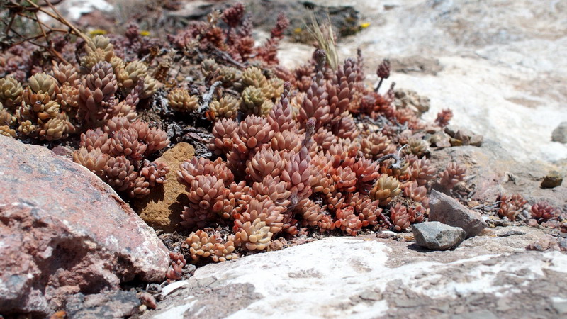 Sedum sediforme (Crassulaceae)