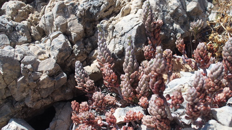 Sedum sediforme (Crassulaceae)