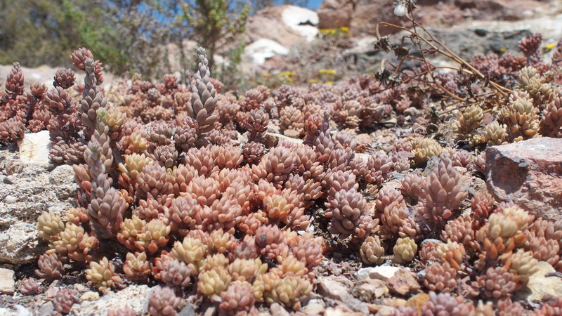 Sedum sediforme (Crassulaceae)