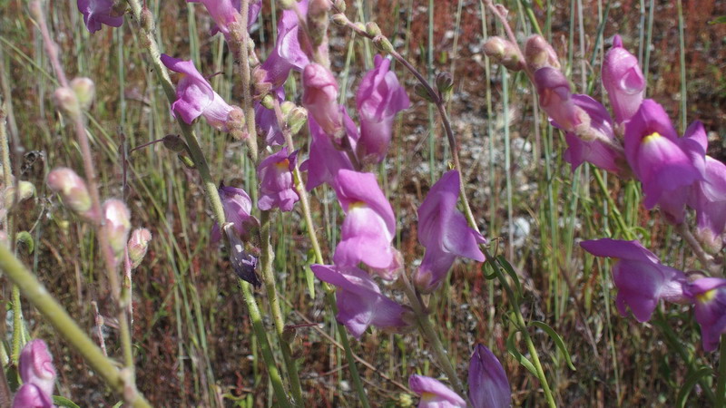 Dall''Andalusia: Antirrhinum (Plantaginaceae)