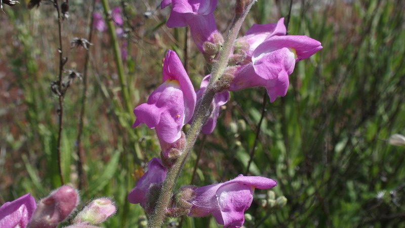 Dall''Andalusia: Antirrhinum (Plantaginaceae)