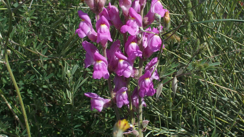 Dall''Andalusia: Antirrhinum (Plantaginaceae)