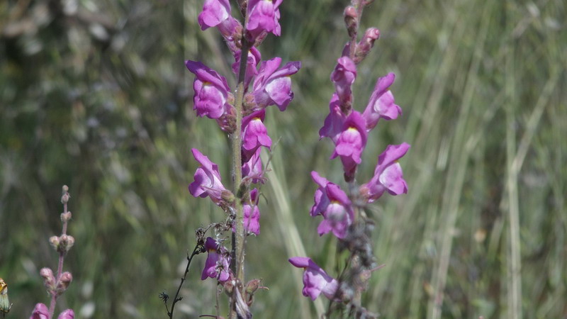 Dall''Andalusia: Antirrhinum (Plantaginaceae)