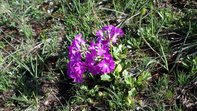 Primula sp. (Primula pedemontana o Primula hirsuta)