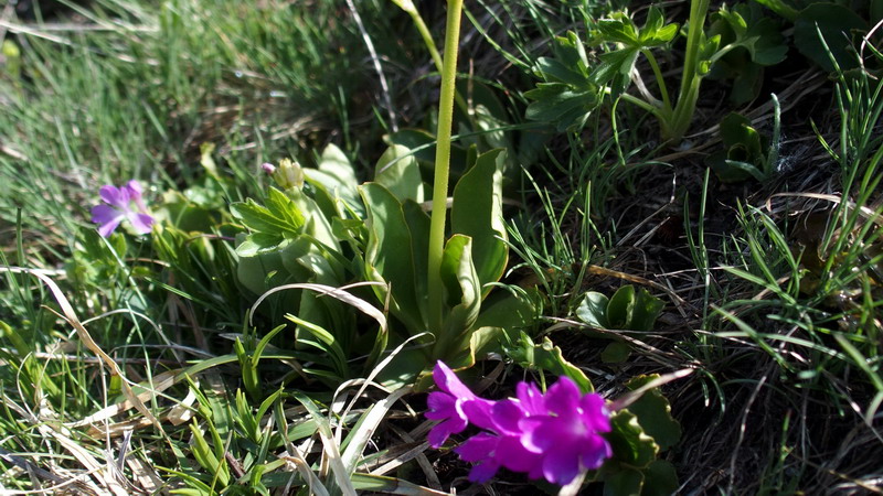 Primula sp. (Primula pedemontana o Primula hirsuta)