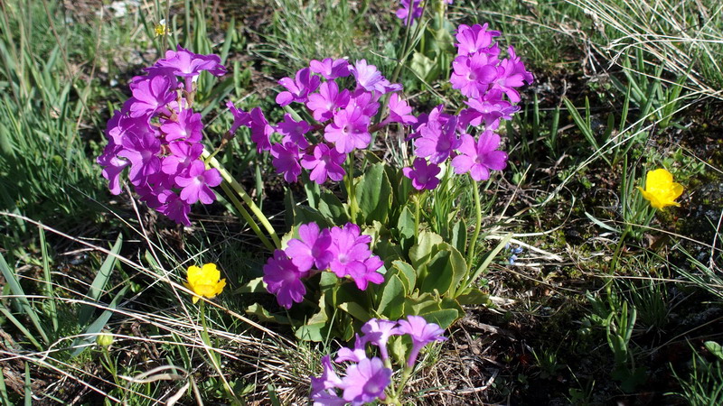 Primula sp. (Primula pedemontana o Primula hirsuta)