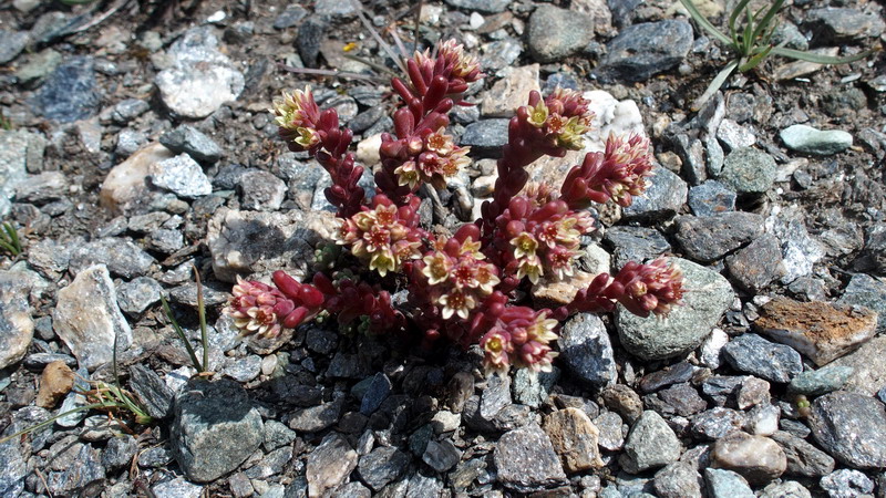 V.Aosta 2: Sedum atratum