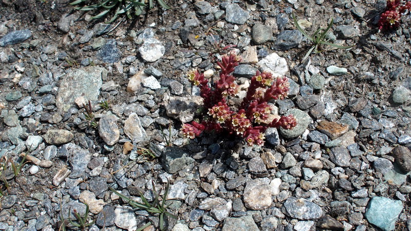 V.Aosta 2: Sedum atratum