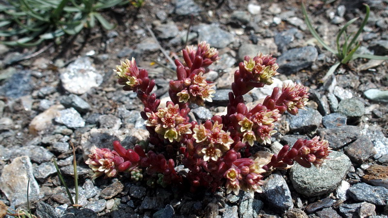 V.Aosta 2: Sedum atratum