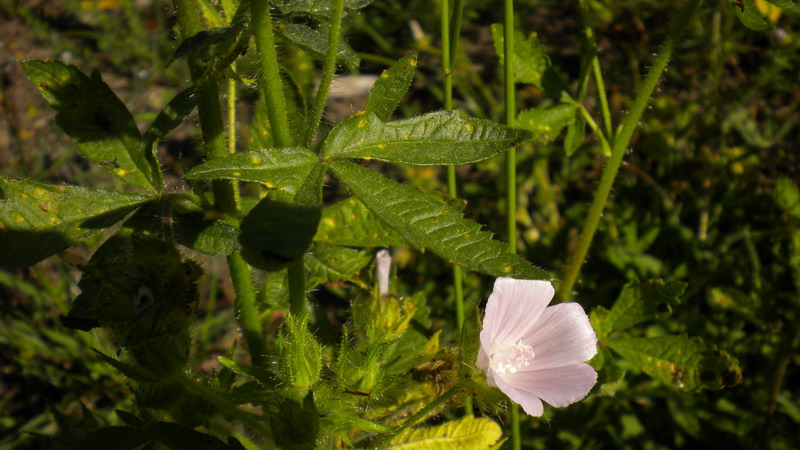 Althaea hirsuta / Altea ispida