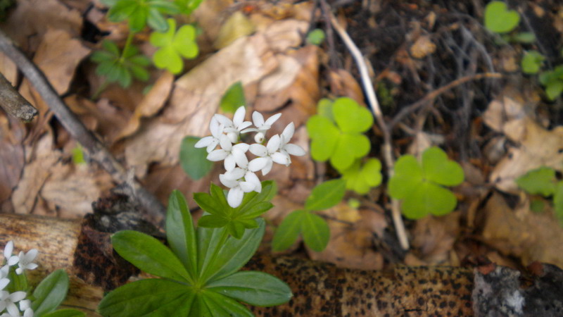 Galium odoratum