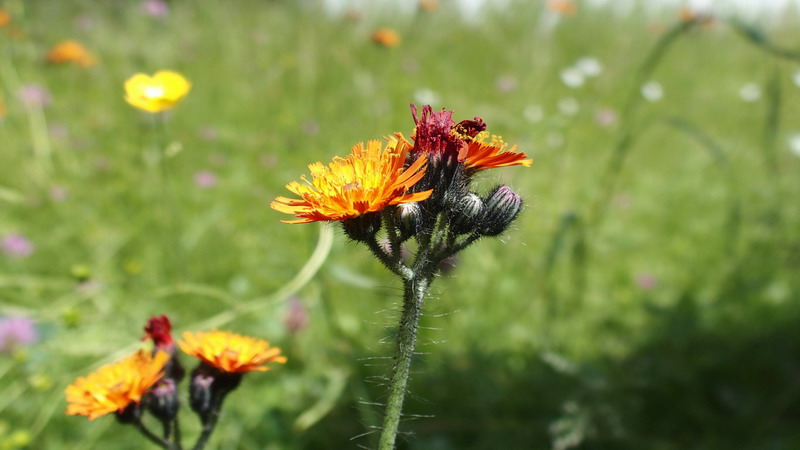 Fiore arancio - Crepis aurea