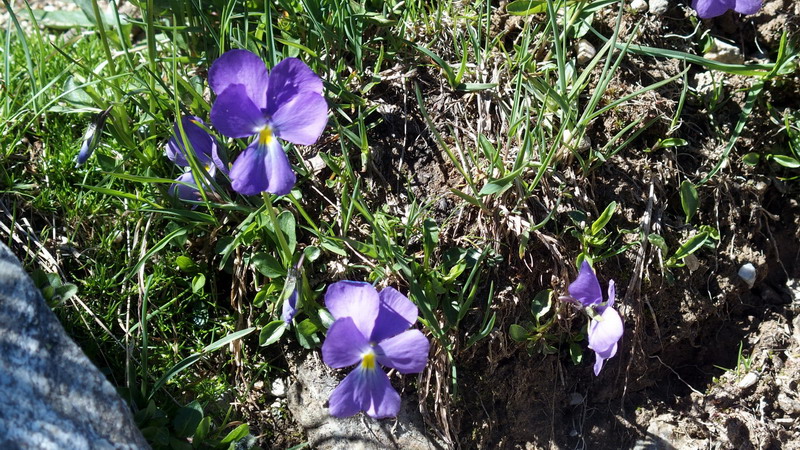 Viola calcarata