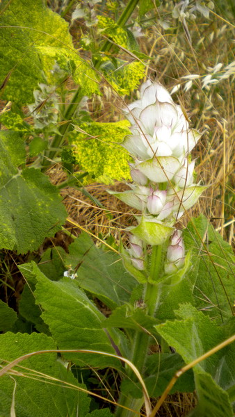 Salvia sclarea