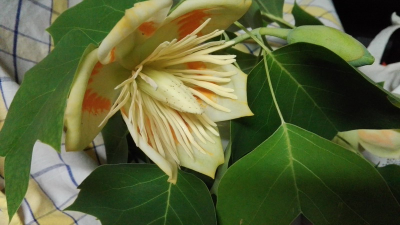 Quale albero - Liriodendron tulipifera L., Magnoliaceae