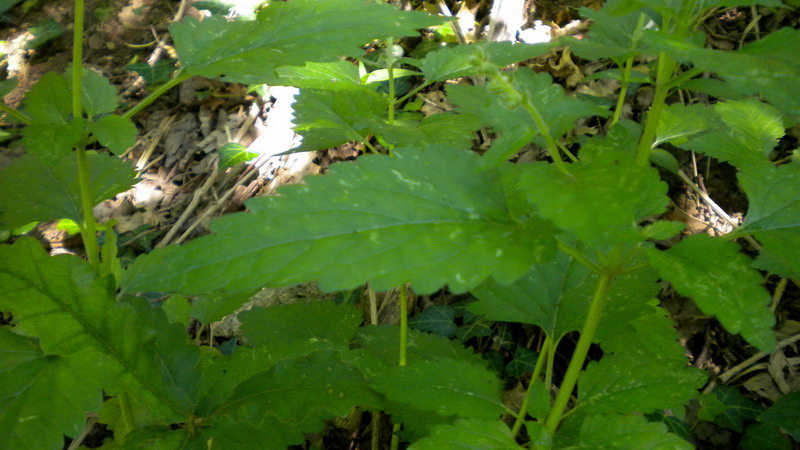 Scutellaria columnae