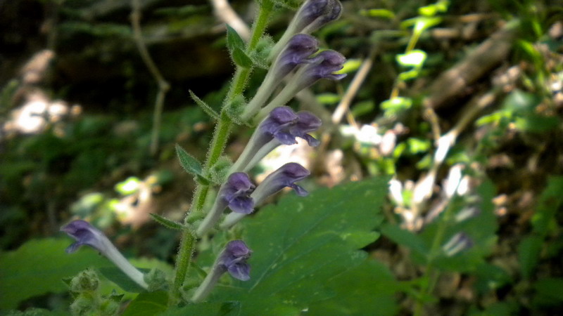 Scutellaria columnae