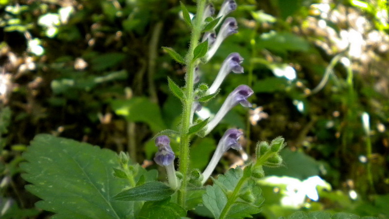 Scutellaria columnae