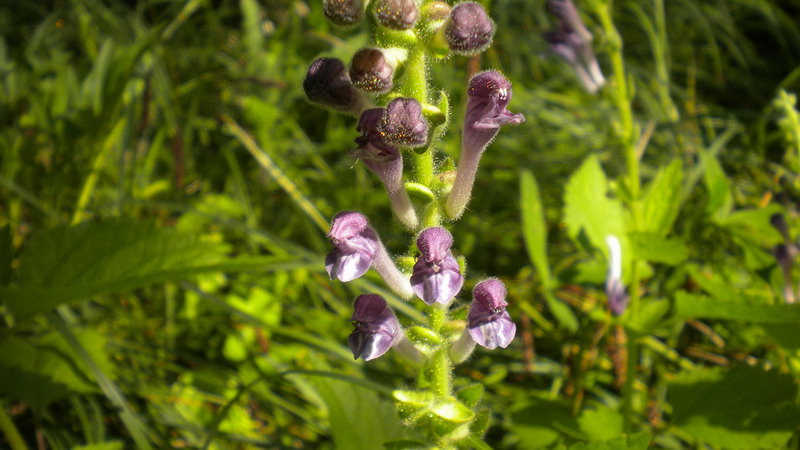 Scutellaria columnae