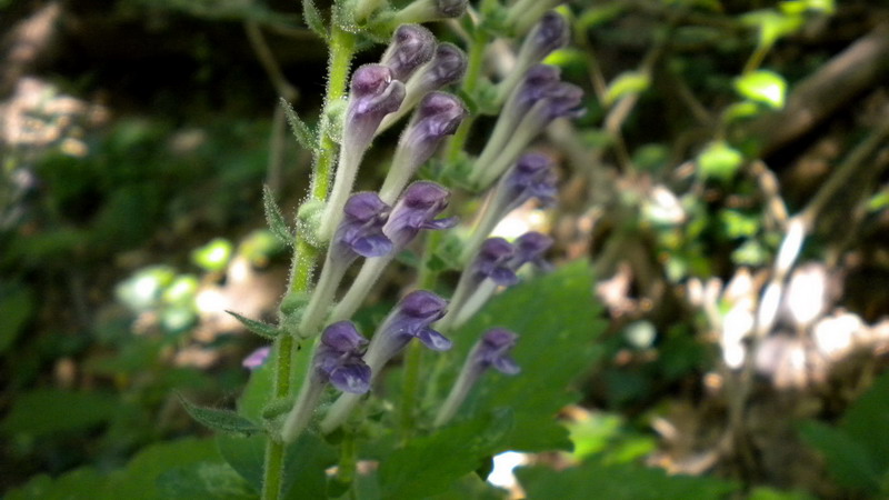 Scutellaria columnae