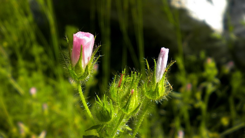 Althaea hirsuta / Altea ispida