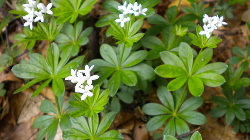 Galium odoratum