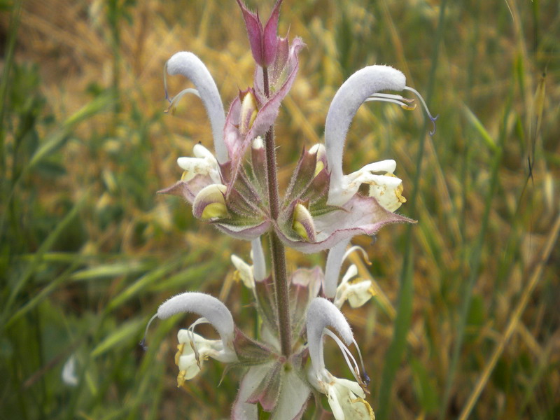 Salvia sclarea