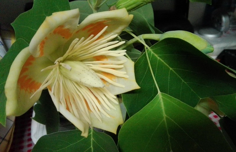 Quale albero - Liriodendron tulipifera L., Magnoliaceae