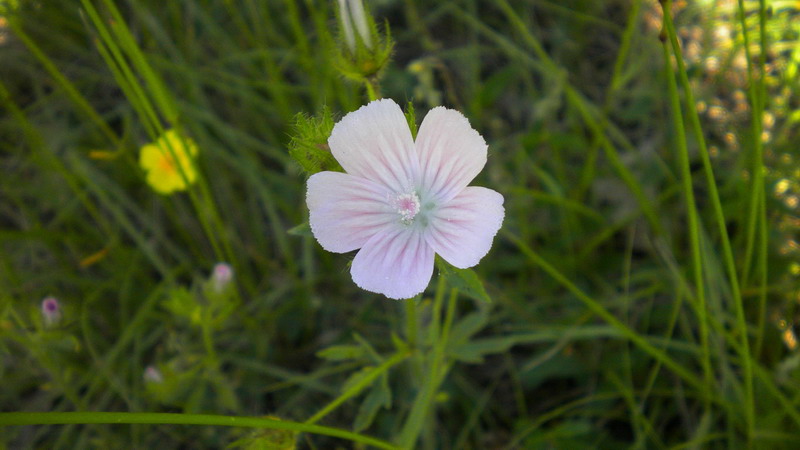 Althaea hirsuta / Altea ispida