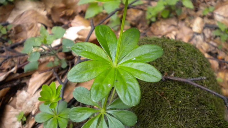 Galium odoratum