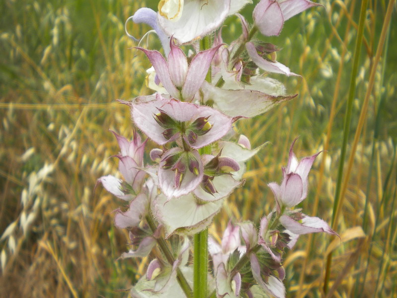 Salvia sclarea