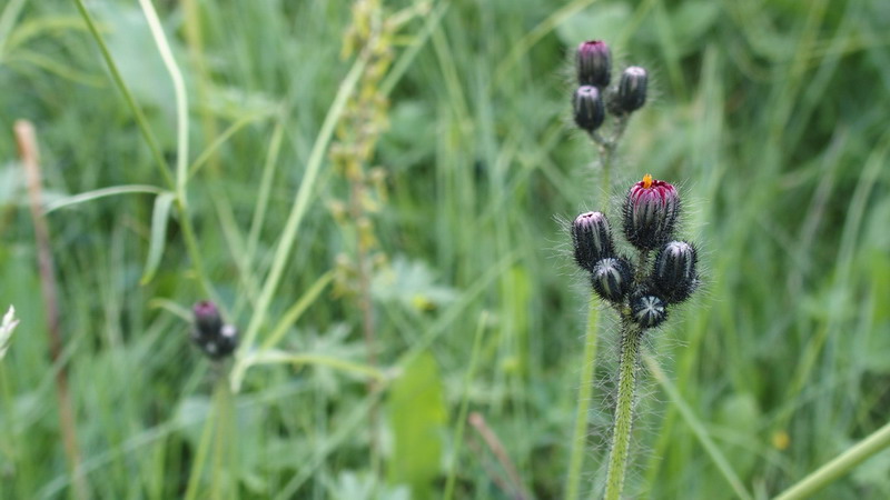 Fiore arancio - Crepis aurea