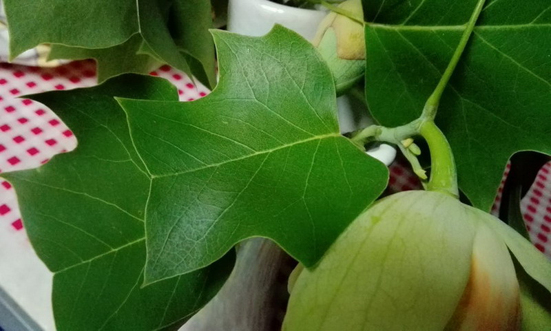 Quale albero - Liriodendron tulipifera L., Magnoliaceae