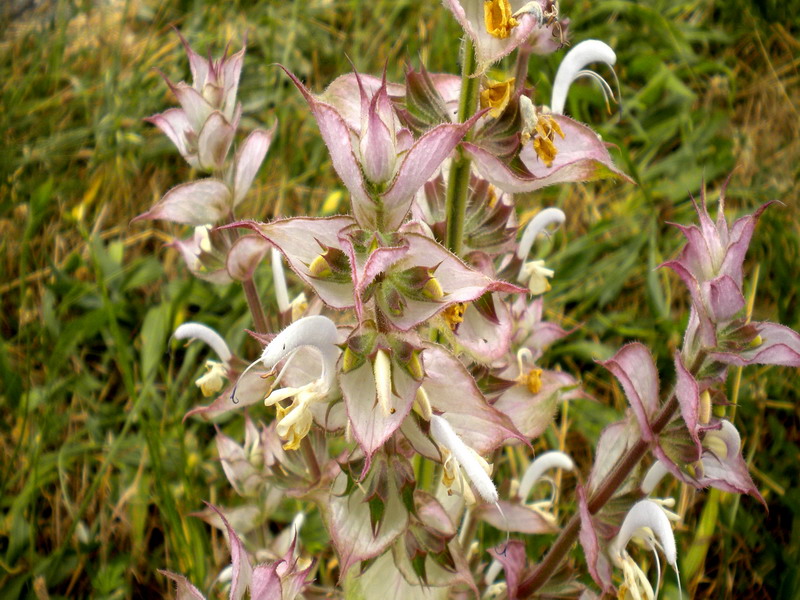 Salvia sclarea