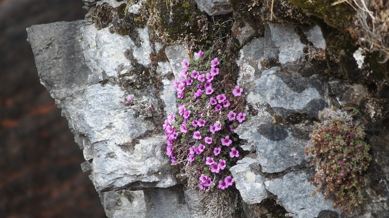 Saxifraga oppositifolia   (Saxifragaceae)