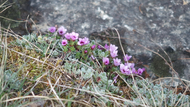 Saxifraga oppositifolia   (Saxifragaceae)