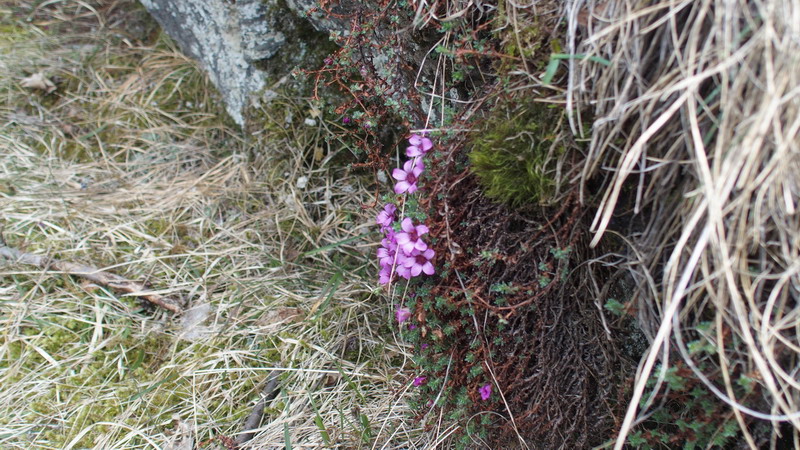 Saxifraga oppositifolia   (Saxifragaceae)