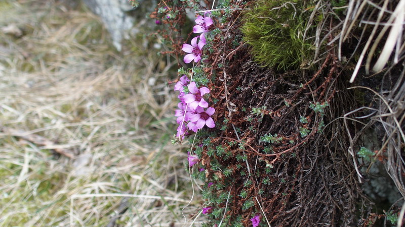 Saxifraga oppositifolia   (Saxifragaceae)