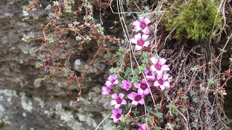 Saxifraga oppositifolia   (Saxifragaceae)