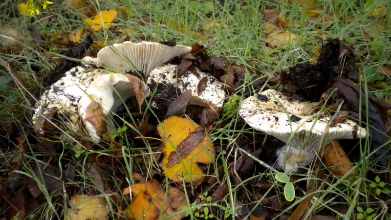 Russula bianca