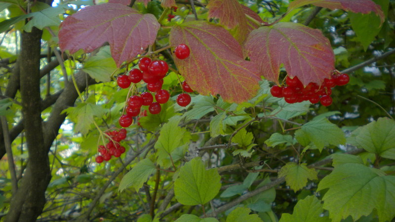 Bacche rosse - Viburnum opulus