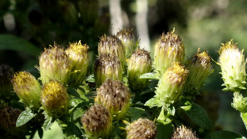 Inula conyzae