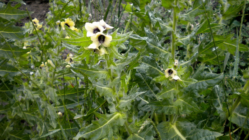 Bella e strana - Hyoscyamus niger