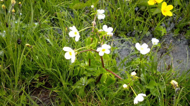 ranunculus